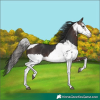 Horse Color:White Spotted Bay Dun Sabino Rabicano  and White Spotted Brown 