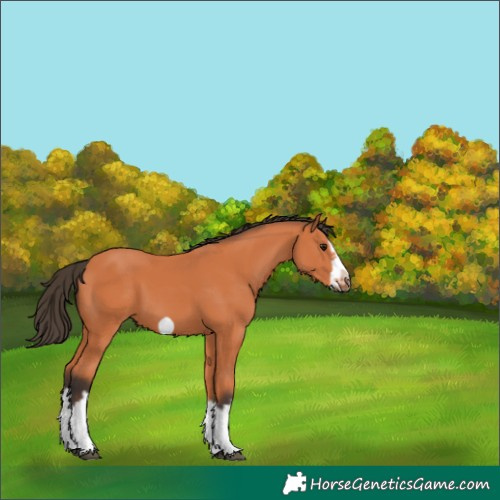 Horse Color:Bay Splash Frame 