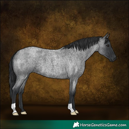 Horse Color:Blue Roan