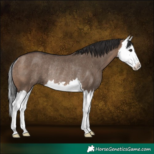 Horse Color:Brown Dun Splash Rabicano