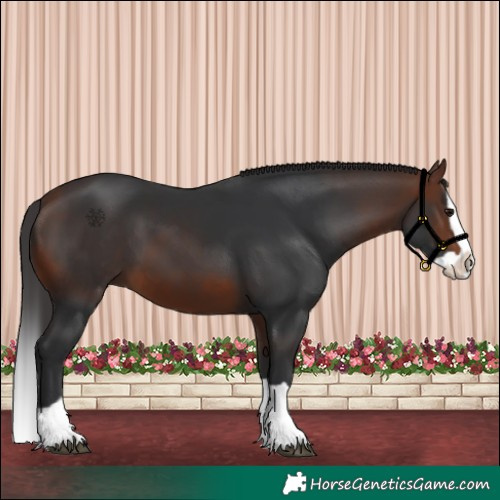 Horse Color:Bay Splash