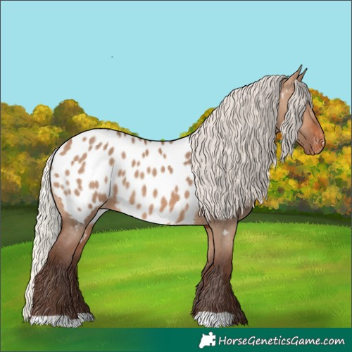 Horse Color:Silver Brown Dun Appaloosa 