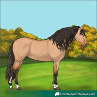 Horse Color:Bay Dun 