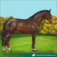 Horse Color:Liver Chestnut 