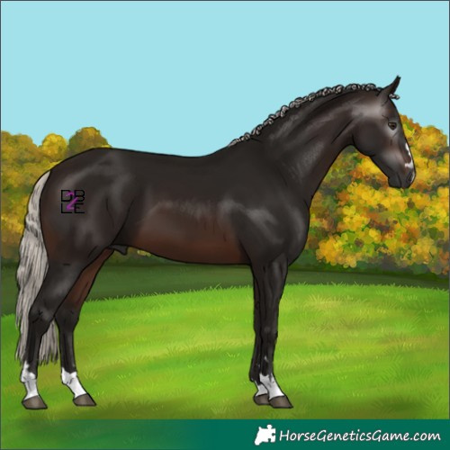Horse Color:Gray Silver Brown 