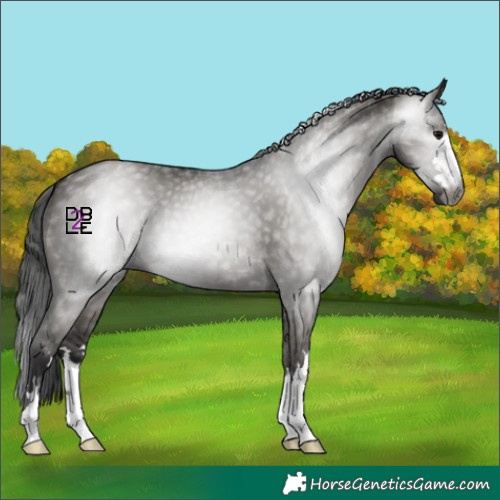 Horse Color:Gray Grullo 