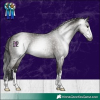 Horse Color:Gray Grullo 