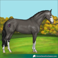 Horse Color:Gray Grullo