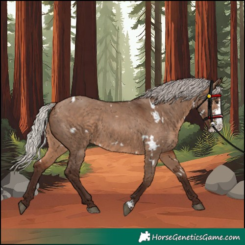 Horse Color:White Spotted Silver Brown Dun Sabino 