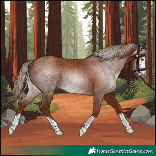 Horse Color:Gray Chestnut Rabicano 