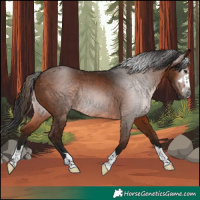 Horse Color:Gray Bay Rabicano