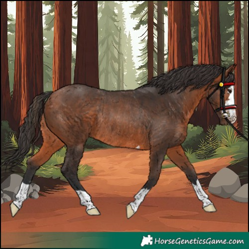 Horse Color:Bay Rabicano 