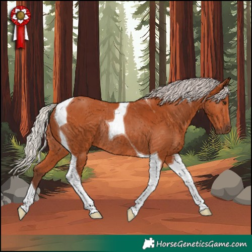 Horse Color:Silver Bay Tobiano Rabicano 