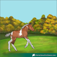 Horse Color:Silver Bay Tobiano Rabicano 