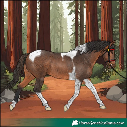 Horse Color:Bay Tobiano Rabicano 