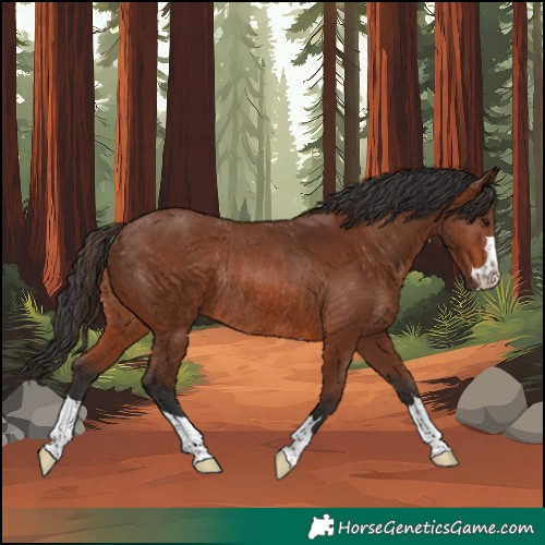 Horse Color:Brown Rabicano