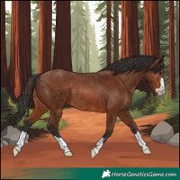 Horse Color:Brown Rabicano 