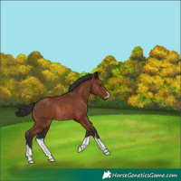Horse Color:Brown Rabicano 