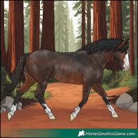 Horse Color:Brown Rabicano