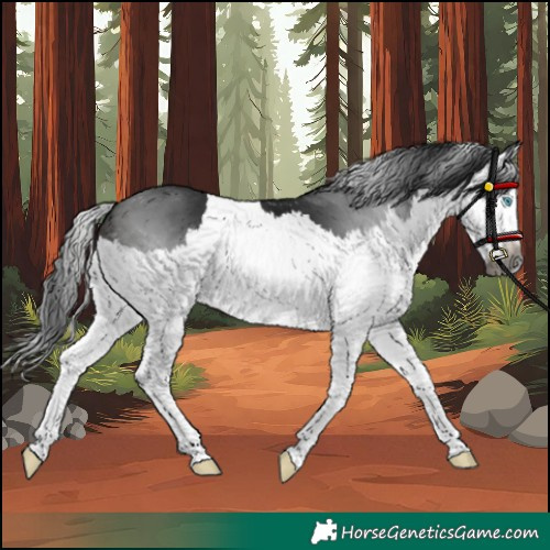 Horse Color:Gray Brown Splash 
