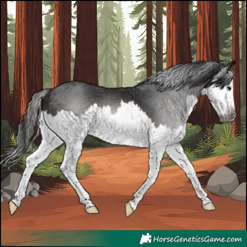 Horse Color:Gray Brown Splash Rabicano