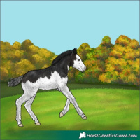 Horse Color:Gray Brown Splash Rabicano
