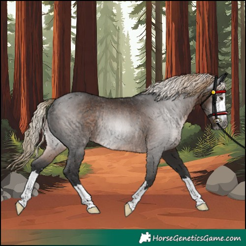 Horse Color:Gray Liver Chestnut Rabicano 
