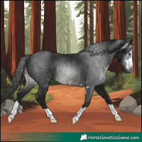 Horse Color:Gray Brown Rabicano 