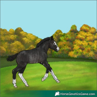 Horse Color:Gray Brown Rabicano
