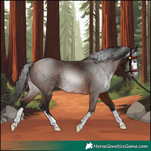 Horse Color:Gray Bay 