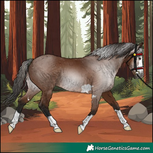 Horse Color:Gray Bay 