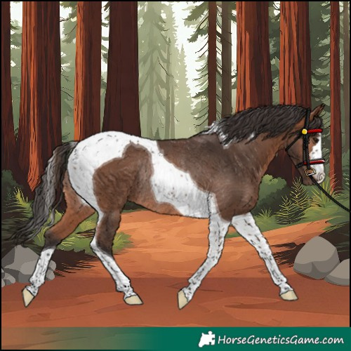 Horse Color:Bay Tobiano Rabicano 