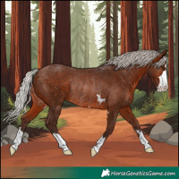 Horse Color:Silver Brown Rabicano