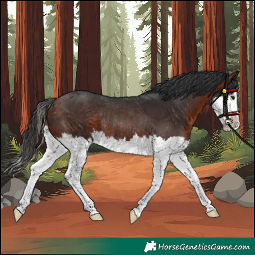 Horse Color:Bay Splash Rabicano 
