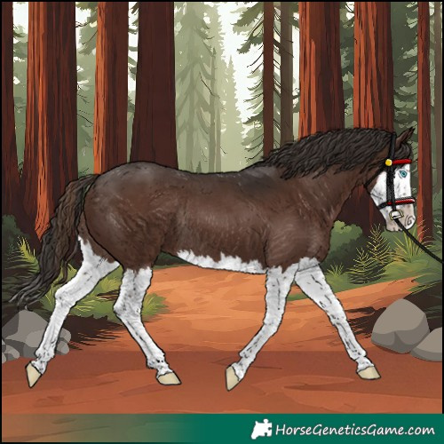 Horse Color:Liver Chestnut Splash Rabicano 