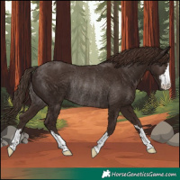 Horse Color:Liver Chestnut Rabicano