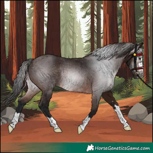 Horse Color:Gray Bay Rabicano 
