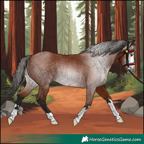 Horse Color:Gray Bay Rabicano 