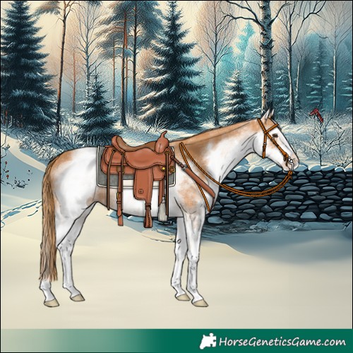 Horse Color:White Spotted Chestnut 