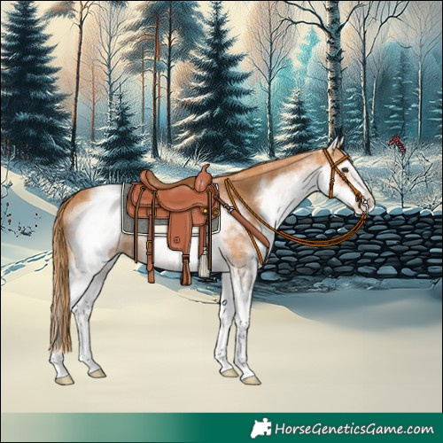 Horse Color:White Spotted Chestnut 