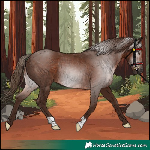 Horse Color:Gray Chestnut Rabicano 