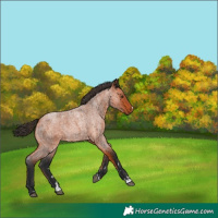 Horse Color:Bay Roan Rabicano 