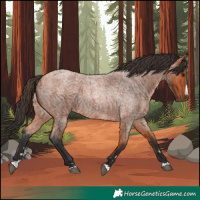 Horse Color:Bay Roan Rabicano 