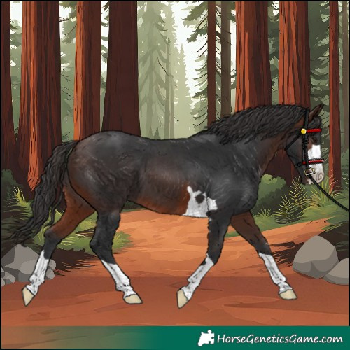 Horse Color:Brown 