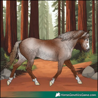 Horse Color:Gray Chestnut Rabicano 
