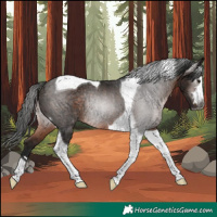 Horse Color:Gray Bay Tobiano Rabicano 