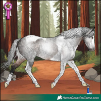 Horse Color:Gray Bay Tobiano Rabicano