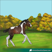 Horse Color:Gray Bay Tobiano Rabicano