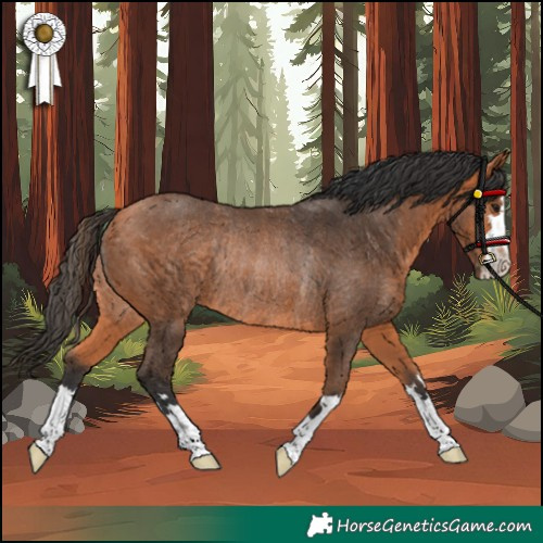 Horse Color:Bay Rabicano 