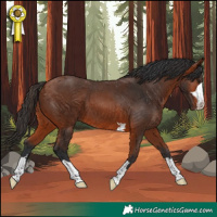 Horse Color:Bay 